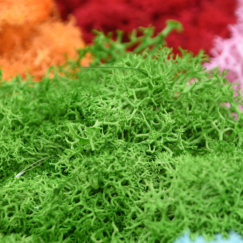 20/40g Artificial Green Plants - مراجعة Terrarium Moss Art وسعره