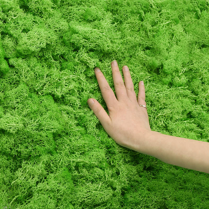 20/40g Artificial Green Plants - مراجعة Terrarium Moss Art وسعره