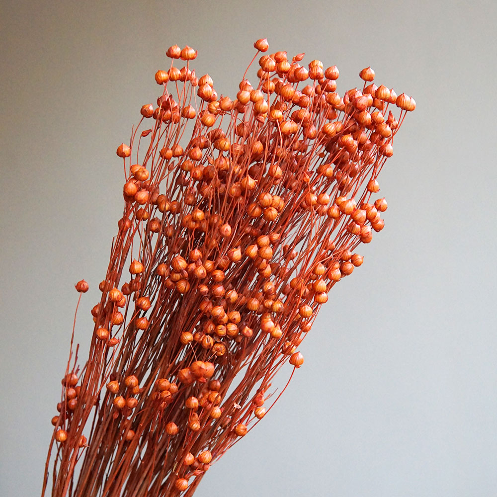 35g/Preserved Ormosia Hosiei N - مراجعة Dried Flower Bulk وسعره