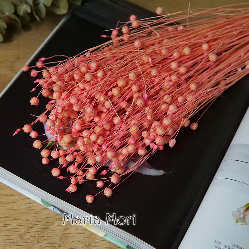 35g/Preserved Ormosia Hosiei N - مراجعة Dried Flower Bulk وسعره