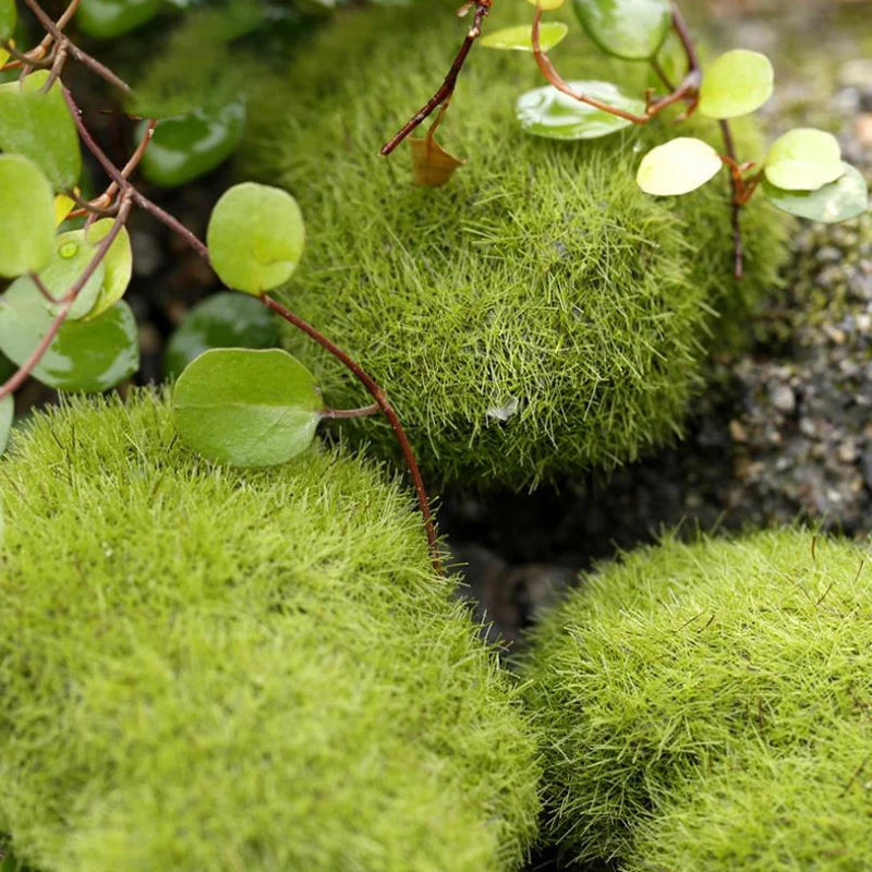 4Pcs Micro Landscape Artificia - مراجعة Terrarium Moss Art وسعره