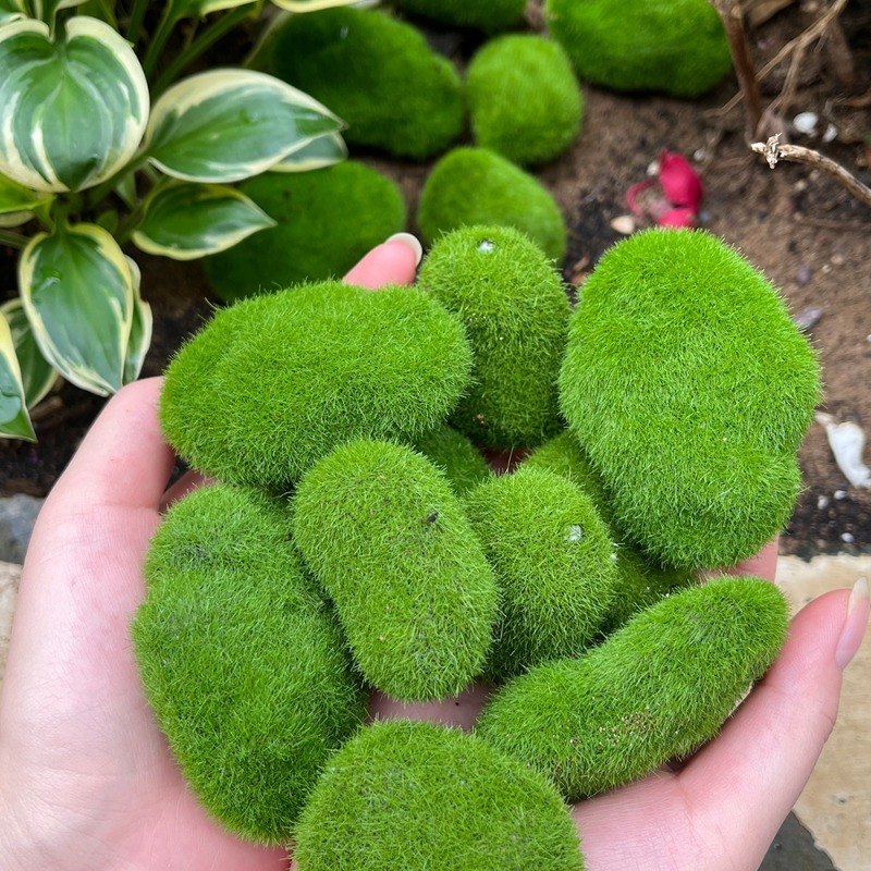 5/30pcs Simulation Moss Stone  - مراجعة Terrarium Moss Art وسعره