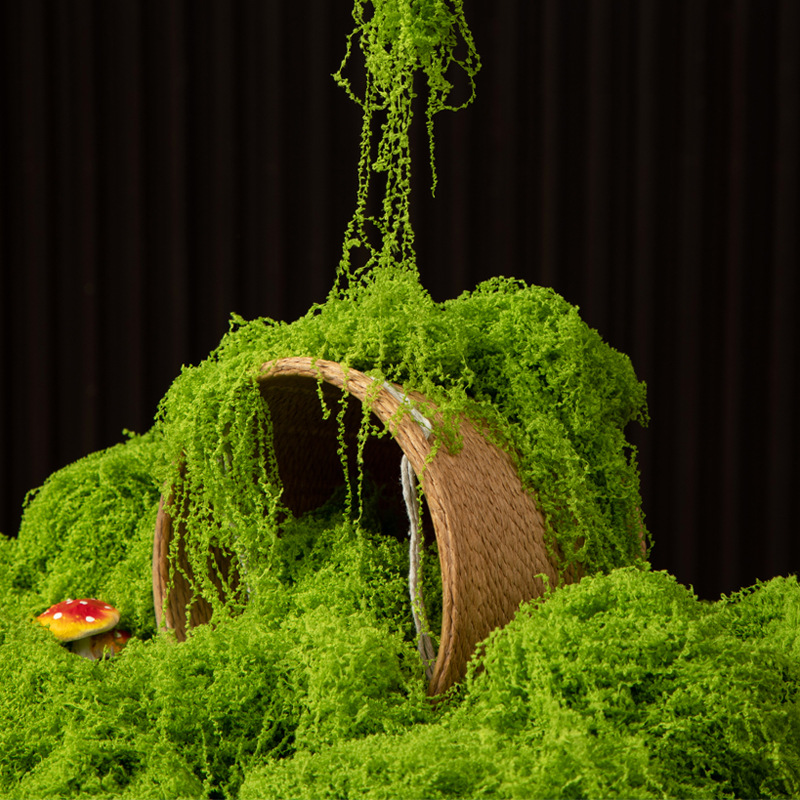 200g Eternal Life Moss DIY Cra - مراجعة Terrarium Moss Art وسعره
