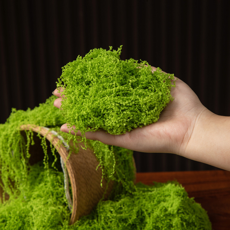 200g Eternal Life Moss DIY Cra - مراجعة Terrarium Moss Art وسعره