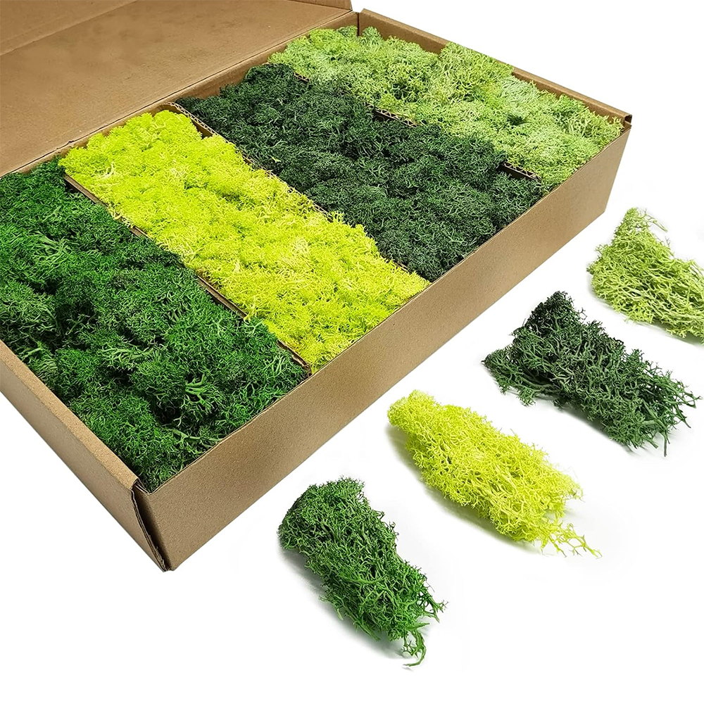 Artificial Green Plants Eterna - مراجعة Terrarium Moss Art وسعره