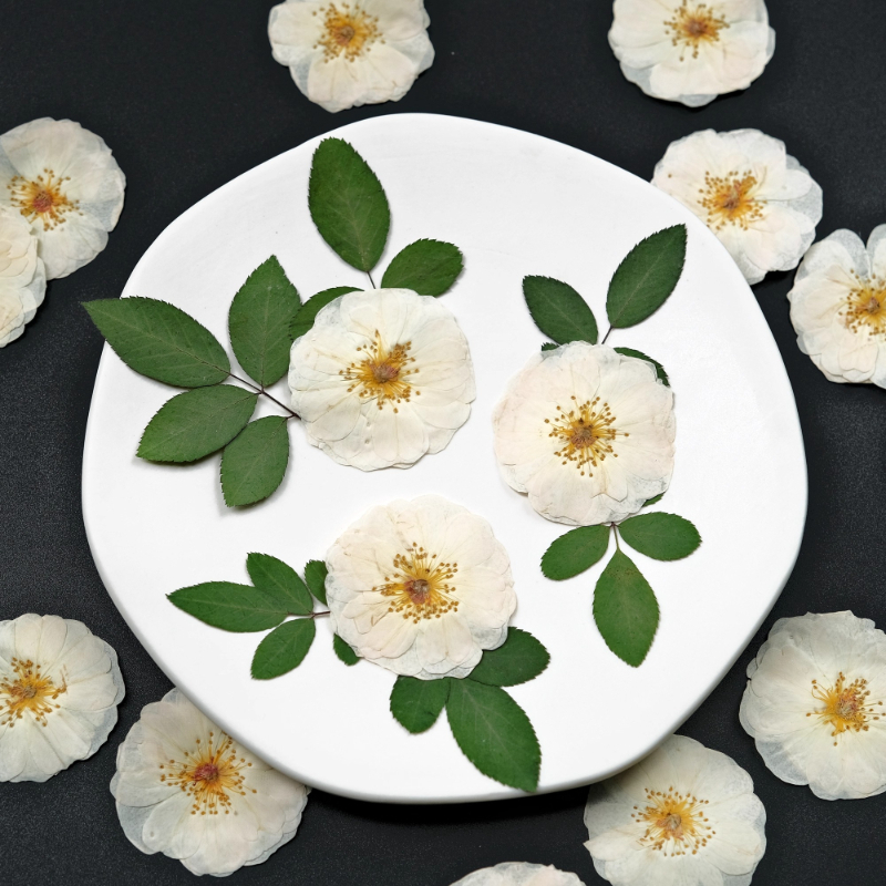 6pcs,9pcs,Nature White Rose Pr - مراجعة Dried Flower Bulk وسعره