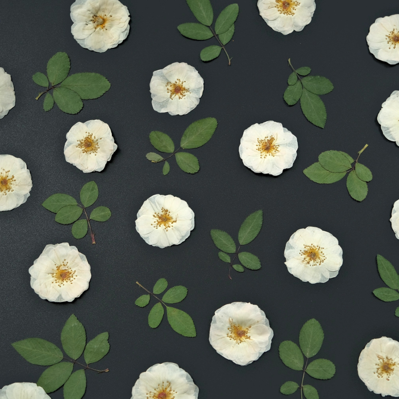 6pcs,9pcs,Nature White Rose Pr - مراجعة Dried Flower Bulk وسعره