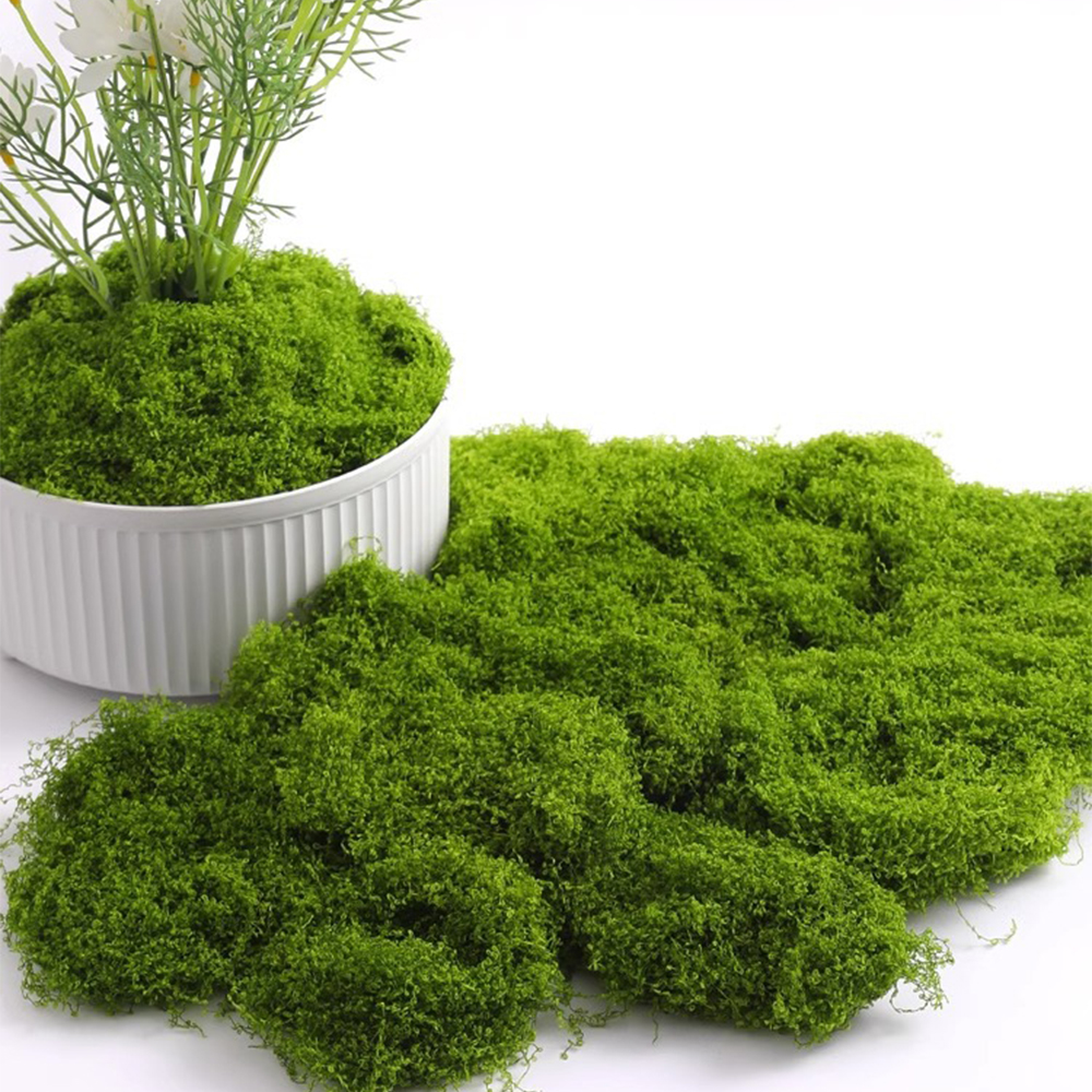 20/40/100g Eternal Life Moss D - مراجعة Terrarium Moss Art وسعره