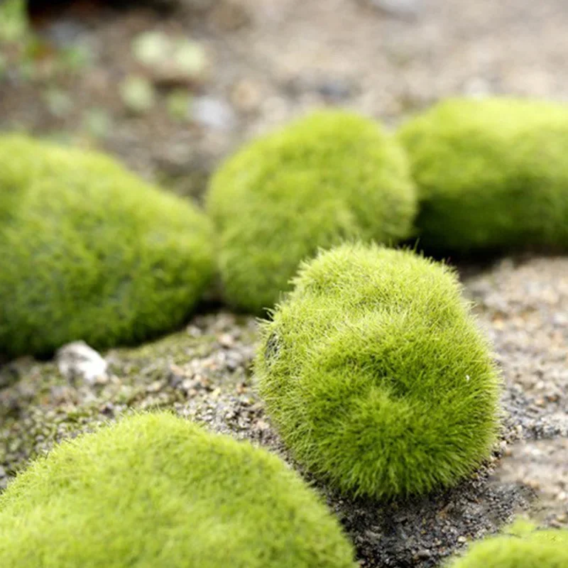 Fake Stone Artificial Moss Roc - مراجعة Terrarium Moss Art وسعره