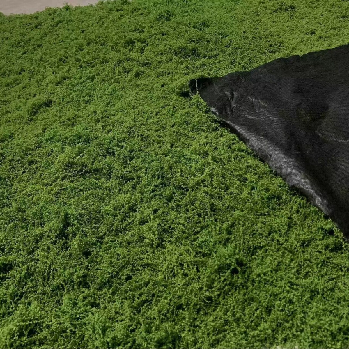 1*1m Fake Moss DIY Crafts Gras - مراجعة Terrarium Moss Art وسعره