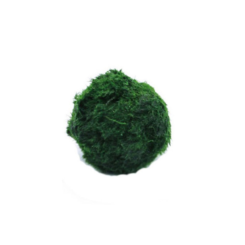 Marimo Moss Balls Live Aquariu - مراجعة Terrarium Moss Art وسعره
