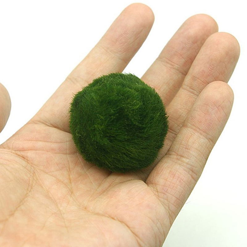 Marimo Moss Balls Live Aquariu - مراجعة Terrarium Moss Art وسعره
