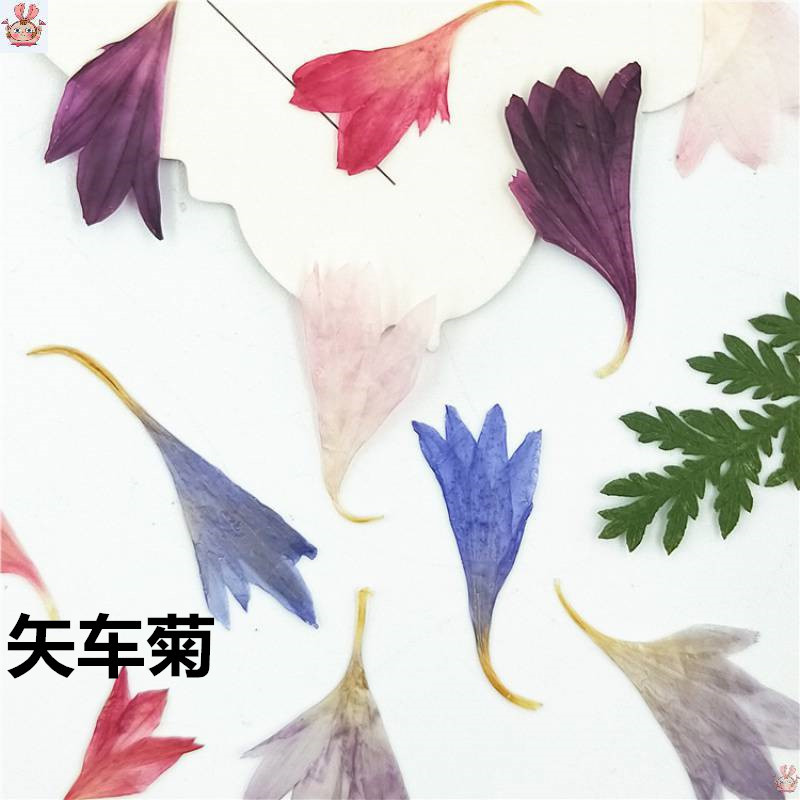 20 Plant Specimens, Cornflower - مراجعة Resin Jewelry Kit وسعره
