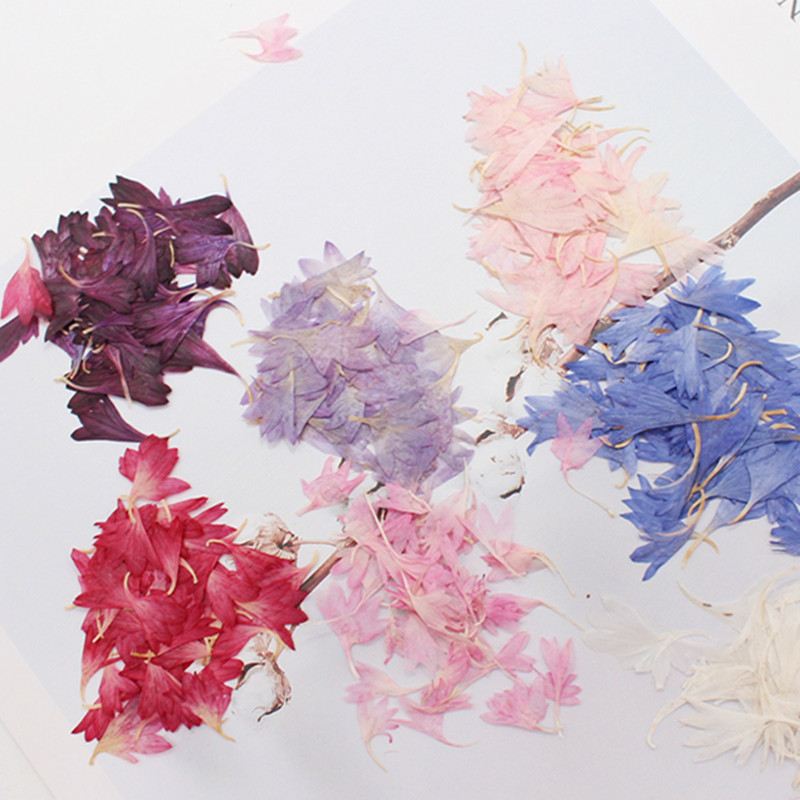20 Plant Specimens, Cornflower - مراجعة Resin Jewelry Kit وسعره