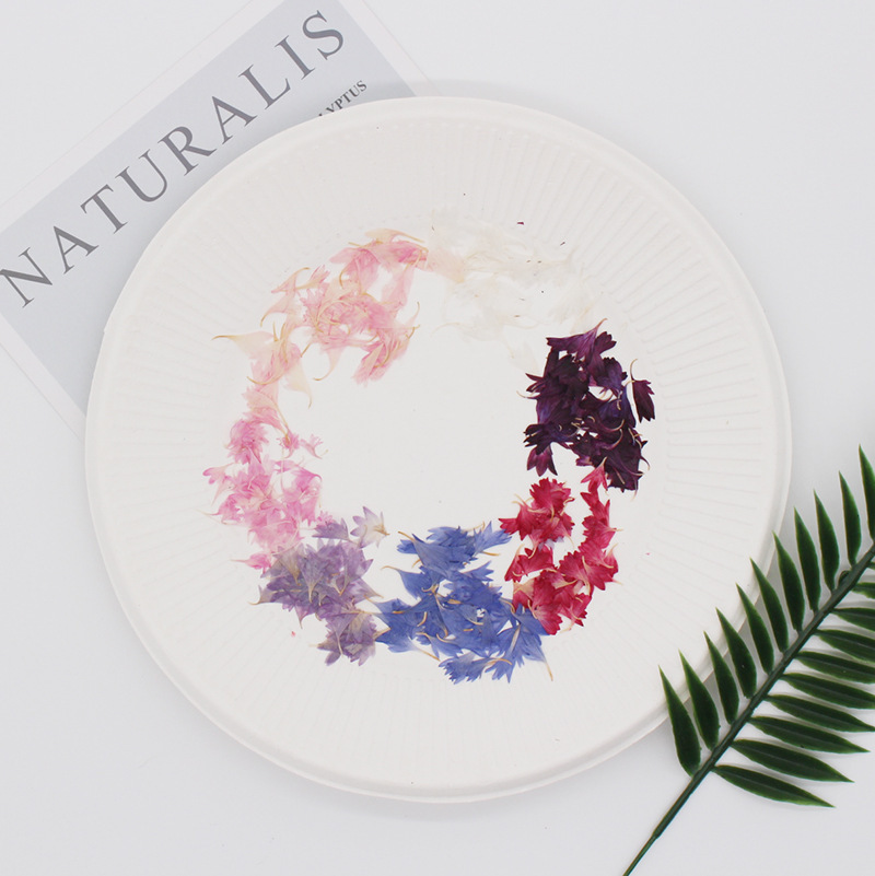 20 Plant Specimens, Cornflower - مراجعة Resin Jewelry Kit وسعره
